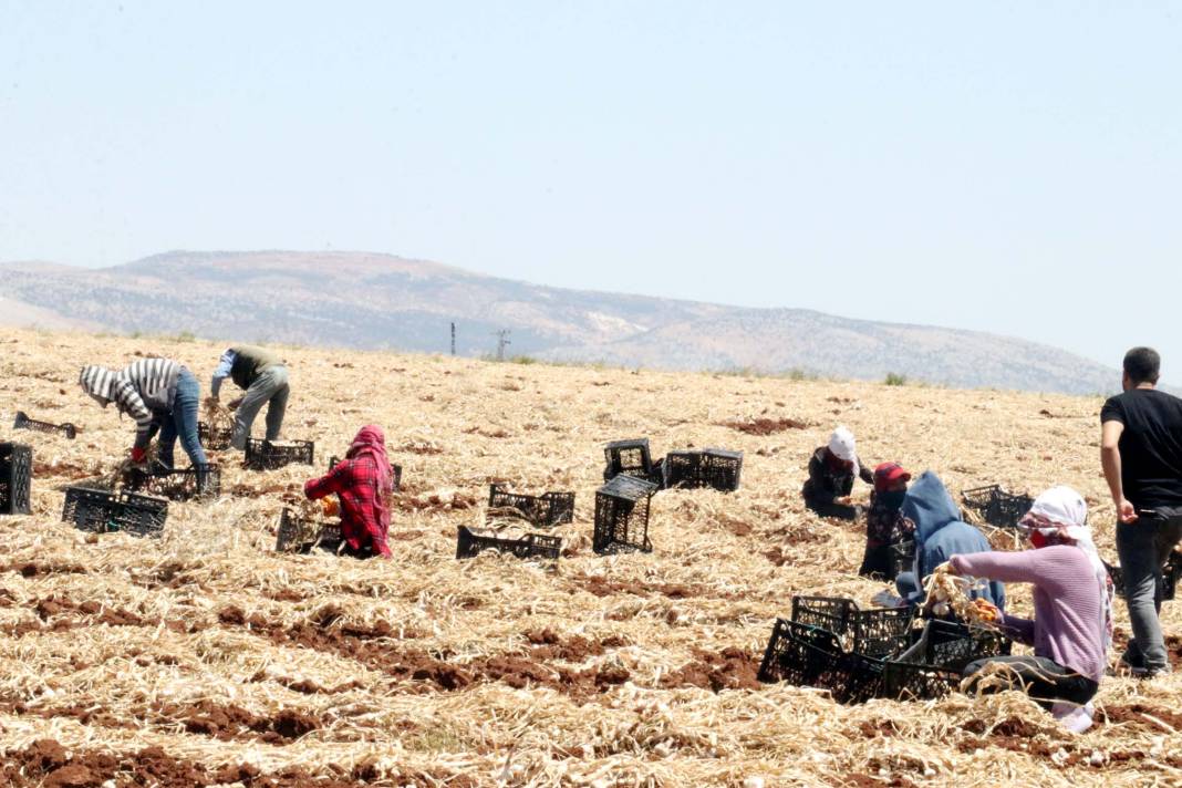 Tarlada 50 markette 100 lira! 8 bin işçiyle hasadı başladı 9